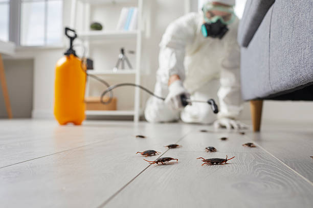 Post-Treatment Bed Bug Interceptor Monitoring in Keokea